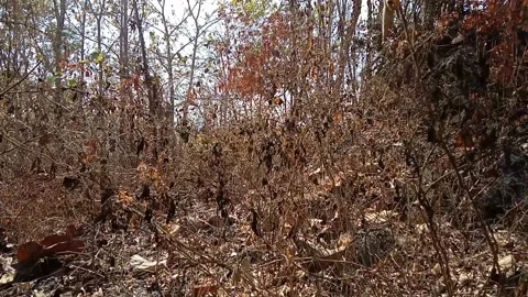 View of tropical forest during the dry season. Stock Footage 340058427