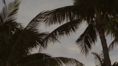 View of tropical nature. Stock Footage 96157470