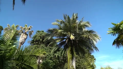 View of the tropical palm trees Stock Footage 132607748