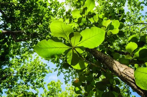 View of tropical Stock Photos