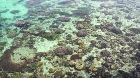 View of tropical reefs 動画素材 42083933