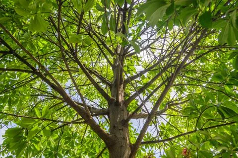 View of tropical tree Stock Photos