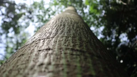 View of tropical trees from below with leaves blowing in the wind Stock Footage 211800236