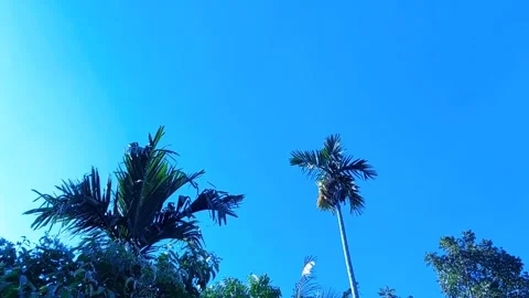 View of tropical trees dancing in sunlight and blue sky Stock Footage 312376720