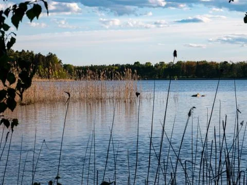 View trough high grass over the beautiful lake in Sweden Stock Photos