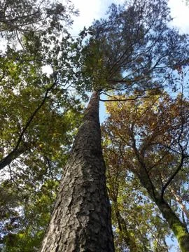 VIEW trough the tree-crowns Stock Photos