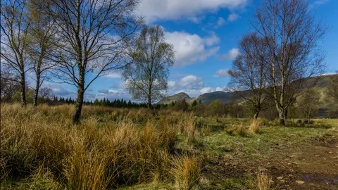 A view trough trees Stock Footage 91614472