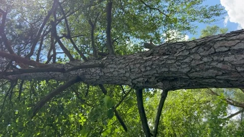View of the trunk and crown with branches of a large pine tree in a natural park Stock Footage 278402758