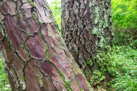 View of the trunk of a spruce tree in the summer forest.  Stock Photos
