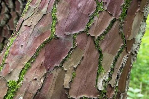 View of the trunk of a spruce tree in the summer forest.  Stock Photos