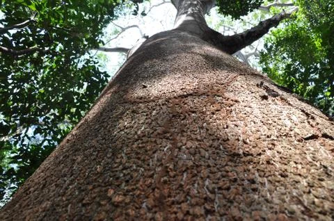 View Up the Trunk of a Tropical Tree in Central America Stock Photos