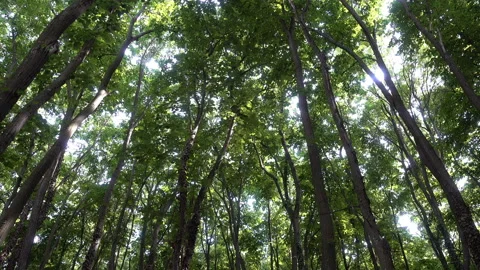 View of the trunks and green crowns of trees and sunlight Stock Footage 113353416