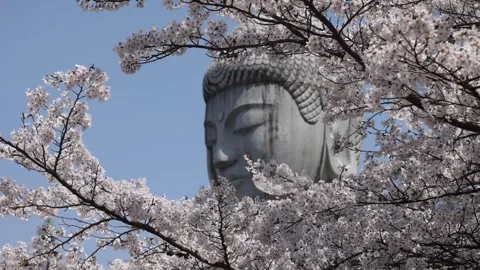 View of Tsubosaka-dera Buddha statue framed by cherry blossoms, Japan. Video stock 339915943