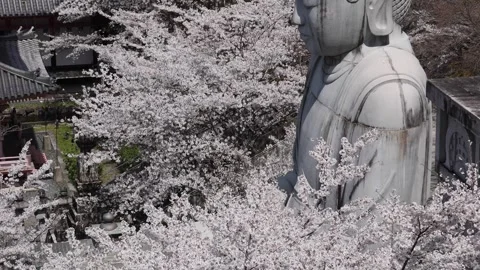 View of Tsubosaka-dera temple and cherry blossoms, Japan. Stock Footage 339915904
