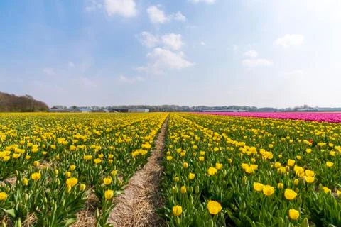 A view of tulip fields in springtime, Holland, the Netherlands Stock Photos