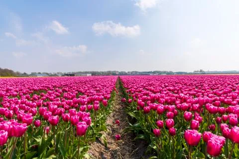A view of tulip fields in springtime, Holland, the Netherlands Stock Photos