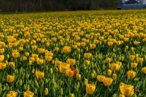 A view of tulip fields in springtime, Holland, the Netherlands Stock-Fotos