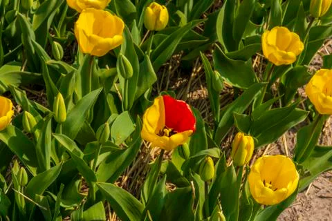 A view of tulip fields in springtime, Holland, the Netherlands Stock Photos