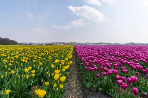 A view of tulip fields in springtime, Holland, the Netherlands Stock Photos
