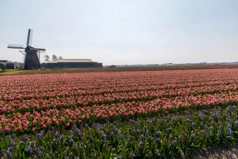 A view of tulip fields in springtime, Holland, the Netherlands Stock Photos