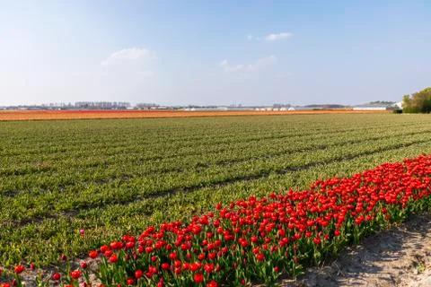 A view of tulip fields in springtime, Holland, the Netherlands Stock Photos