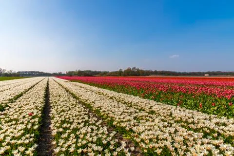 A view of tulip fields in springtime, Holland, the Netherlands Foto stock
