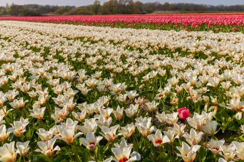 A view of tulip fields in springtime, Holland, the Netherlands Stock Photos