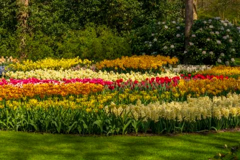 A view of tulip fields in springtime, Holland, the Netherlands Stock Photos
