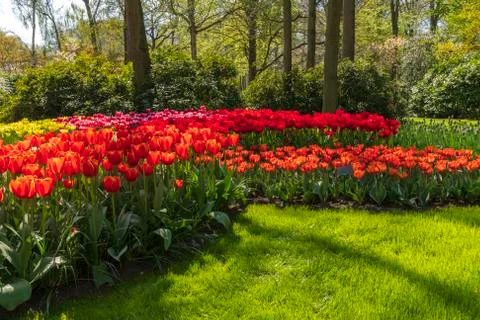 A view of tulip fields in springtime, Holland, the Netherlands Stock Photos