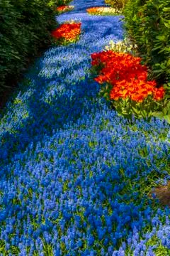 A view of tulip fields in springtime, Holland, the Netherlands Stock Photos
