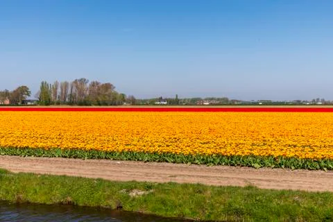 A view of tulip fields in springtime, Holland, the Netherlands Stock Photos