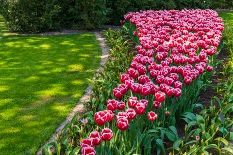 A view of tulip fields in springtime, Holland, the Netherlands Stock Photos