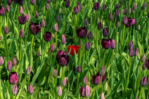 A view of tulip fields in springtime, Holland, the Netherlands Stock Photos