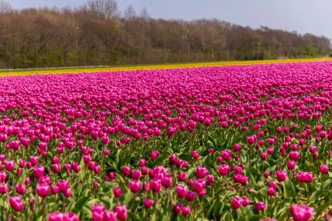 A view of tulip fields in springtime, Holland, the Netherlands Stock-Fotos