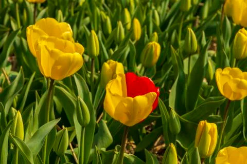 A view of tulip fields in springtime, Holland, the Netherlands Stock Photos