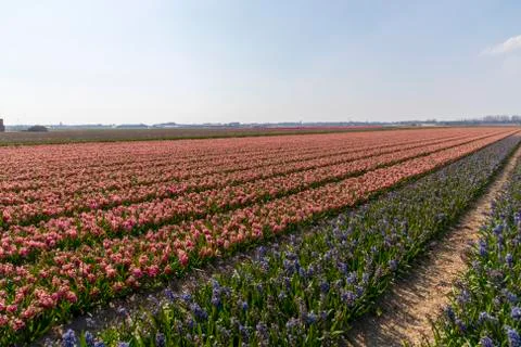 A view of tulip fields in springtime, Holland, the Netherlands Stock Photos