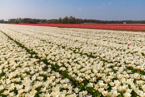 A view of tulip fields in springtime, Holland, the Netherlands Stock Photos
