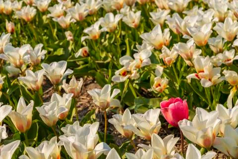 A view of tulip fields in springtime, Holland, the Netherlands Stock Photos