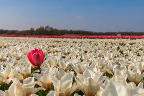 A view of tulip fields in springtime, Holland, the Netherlands Stock Photos