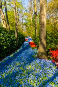 A view of tulip fields in springtime, Holland, the Netherlands Stock Photos