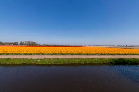 A view of tulip fields in springtime, Holland, the Netherlands Stock Photos