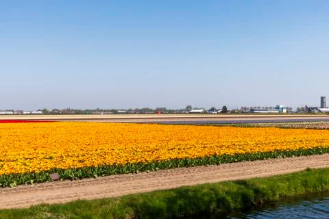 A view of tulip fields in springtime, Holland, the Netherlands Stock Photos