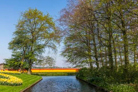 A view of tulip fields in springtime, Holland, the Netherlands Stock-Fotos