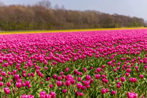 A view of tulip fields in springtime, Holland, the Netherlands Stock Photos