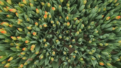 View of the tulips in the garden from above.The camera is moving slowly Stock Footage 233513361