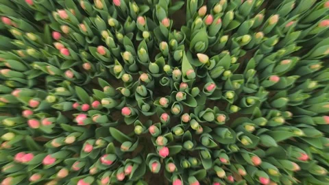 View of the tulips in the garden from above.The camera is moving slowly Stock Footage 233513368