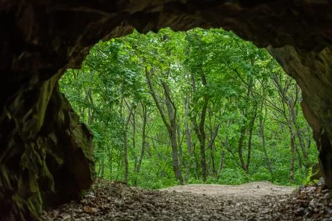 View from the tunnel to the forest Stock Photos