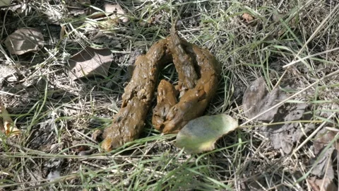 View Of Turd On The Grass Video stock 108652620