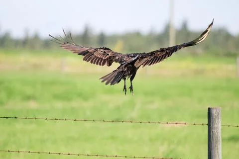 View of a turkey buzzard's back wings in mid flight Stock Photos