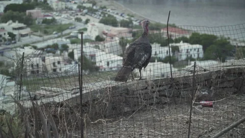 View of a turkey hen with bokeh background view of sea port Stock Footage 159286050
